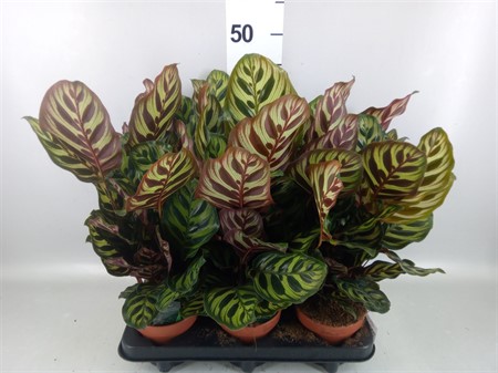 Calathea makoyana . Ø12 H=25