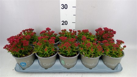 Crassula schmidtii * Ø12 H=20