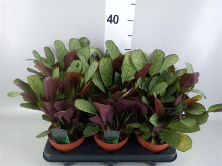 Ctenanthe burle-marxii 'Amagris' . Ø12 H=20