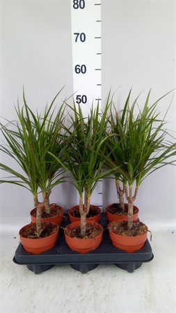 Dracaena marg. stem Ø12 H=45