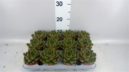 Echeveria  Mira Ø508 H=10