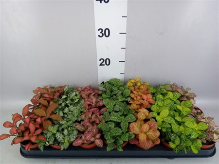 Fittonia mix 7 mixed in tray big leaved Ø508 H=12
