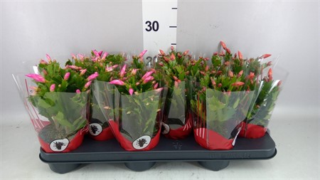 Schlumbergera ... CLOCK BUY mixed Ø510 H=25