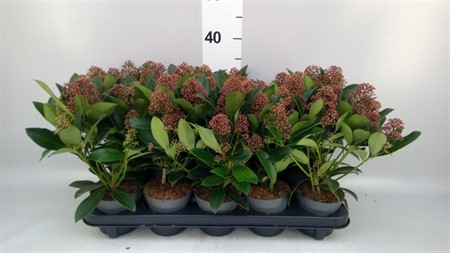 Skimmia jap. 'Rubella' 7+ Ø510 H=33