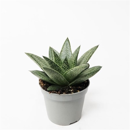 GASTERIA D.TIGA 6Ø Ø6