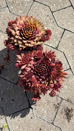 SEMPERVIVUM 12Ø RÖDA Ø12