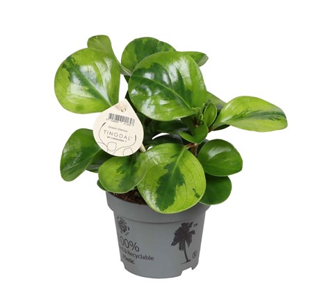 PEPEROMIA OBTU. 'LIME' 12Ø Ø12