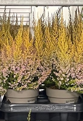 ERICA SPARSA ORANGE 12Ø Ø12