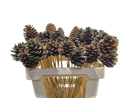 Pinecone Oostenrijker 5kg Natural