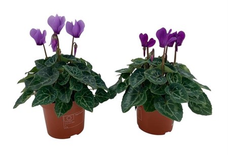 Cyclamen s. Super Serie Dragon Ø9 H=18 DIAM 13+