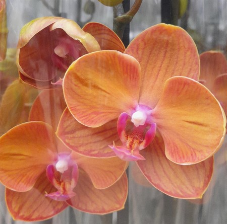 Phalaenopsis Tamara Ø12 H=60 2 TAK