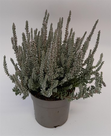 Calluna Garden Girls Fluffy