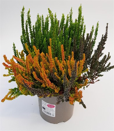 Calluna sunset trio