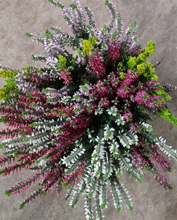 Calluna vulg. Garden Girls Smixies Ø11 H=22.5