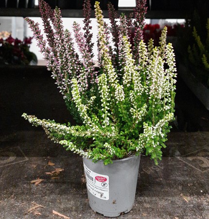 Calluna vulg. Garden Girls Trio Vanilla Plum Ø6 H=10