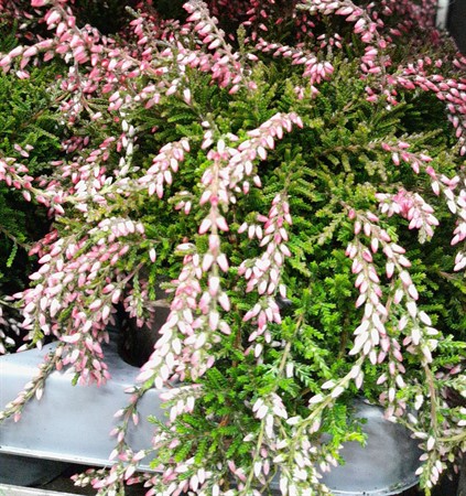 Calluna vulg. Rasta Girls Maite Ø10.5 H=18 rosa