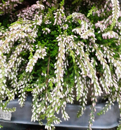 Calluna vulg. Rasta Girls Rosa Claire Ø10.5 H=18 ljusrosa