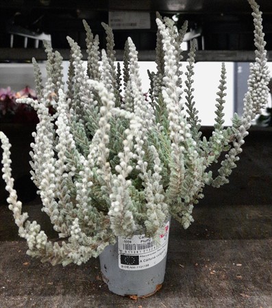 Calluna vulg. Sunset Fluffy Ø6 H=10