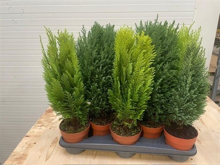 CONIFER MIX 13Ø Ø13