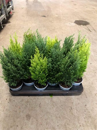 CONIFER MIX 10,5Ø Ø11