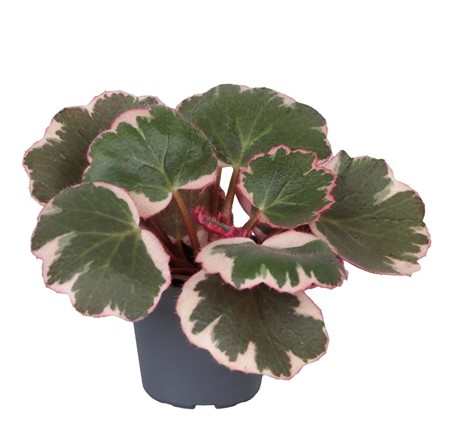 SAXIFRAGA STOLONIFERA 6 CM Ø6