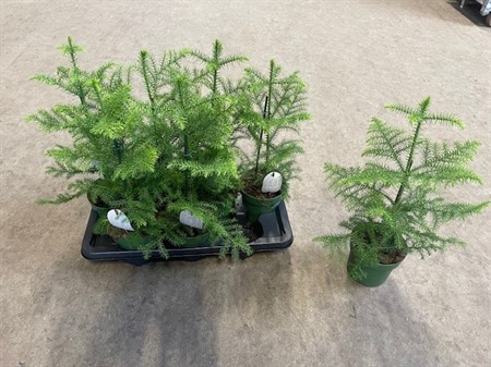 ARAUCARIA 14Ø Ø14