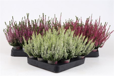 CALLUNA  MINI 6Ø Ø6