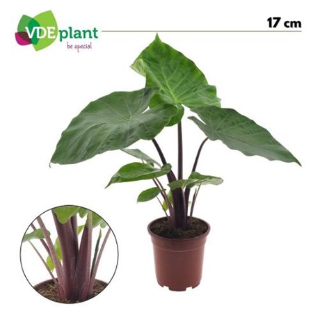 Alocasia Imperial Red Ø17 H=50