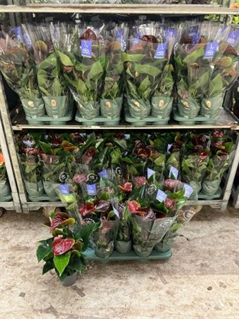 Anthurium andr. Karma Essencia Ø12 H=35 5+ BLM