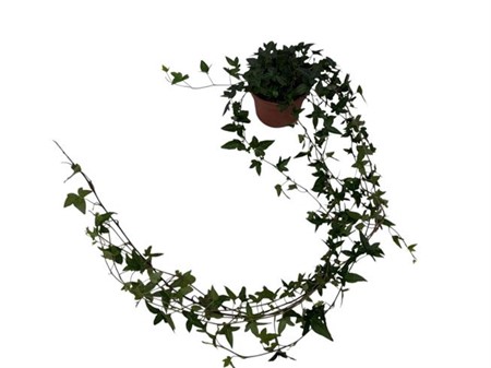 Hedera helix Shamrock Ø13 H=