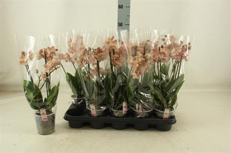 Phalaenopsis multiflora Ø12 H=40 22+ BLM 2 TAK