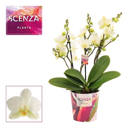 Phalaenopsis vit multiflora Lausanne Ø12 H=35 30+ BLM 3 TAK