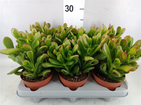 Crassula ovata 'Horn Tree' . Ø12 H=24