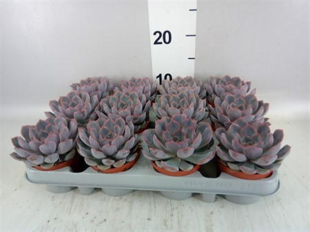 Echeveria 'Orion' . Ø508 H=10