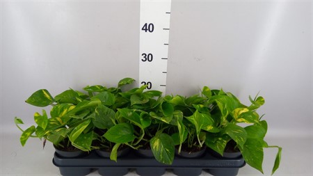 Epipremnum pinn. 'Aureum' Ø12 H=20