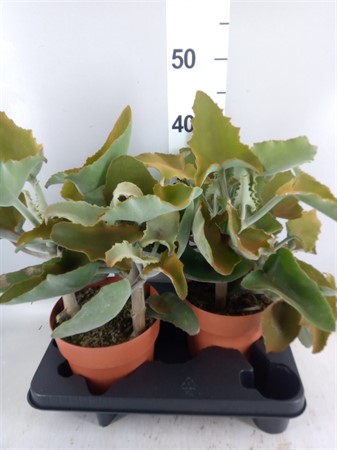 Kalanchoe NF beharensis . Ø17 H=45