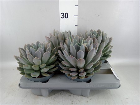 Pachyphytum 'Draco' . SUPER Ø13 H=15