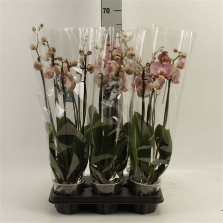 Phalaenopsis ...orange Honey Peach 3 spike Ø12 H=55