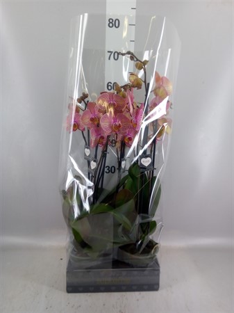 Phalaenopsis 'Jupiter' 2 spike Ø12 H=55