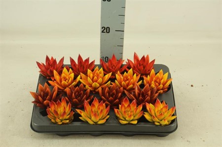 Echeveria Miranda färgad höstmix Ø6 H=9