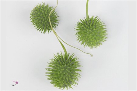 Sier cucumis maureen x30 holl 0