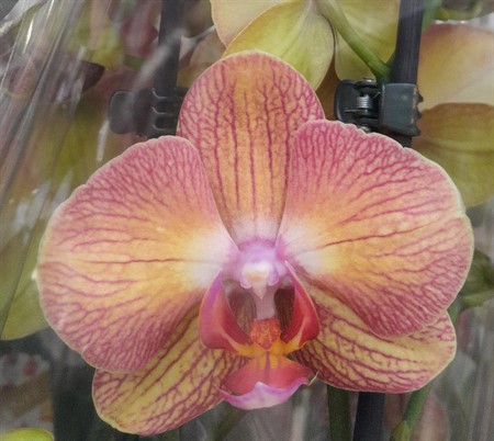 Phalaenopsis Ø12 H=60 2 TAK