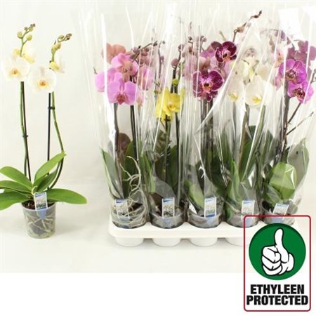 Phalaenopsis mix 6 colors Ø12 H=60 12+ BLM 2 TAK
