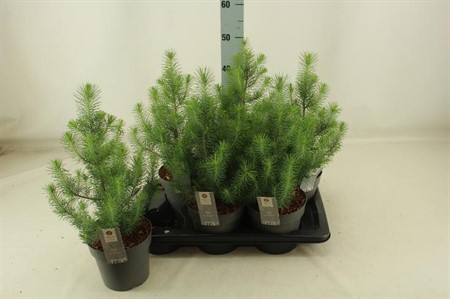 Pinus pinea Silver Crest Ø17 H=47 POTGEKWEEK