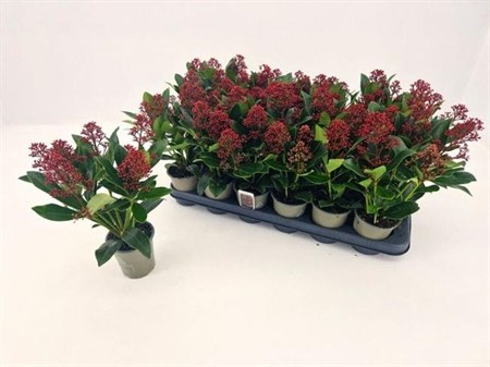 Skimmia jap. Rubella Ø9 H=30