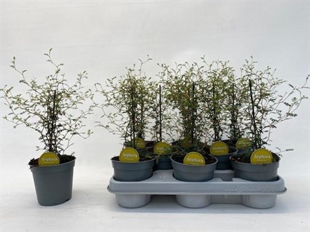 Sophora prostrata Little Baby Ø12 H=35