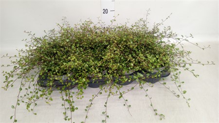Muehlenbeckia com. 'Mao'ri' Ø13 H=16