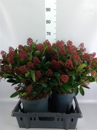 Skimmia jap. 'Rubella' skimmia jap. rubella p26 40+bl Ø26 H=60
