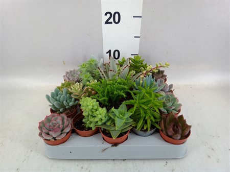 Succulents ... mixed Ø505 H=8