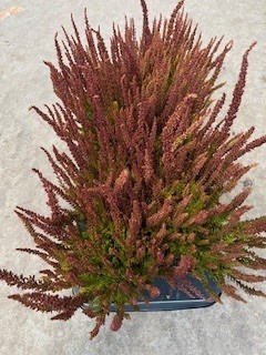 CALLUNA SUNSET 12Ø ZORINA Ø12